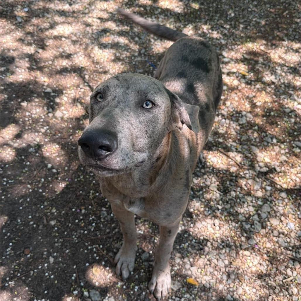 Enlarge Biscuit, a Adoptable mixed breed in Corsica, PA image 4/6