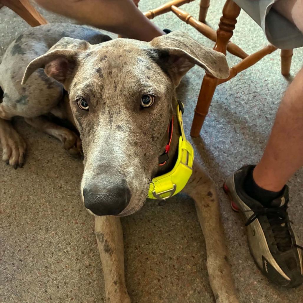 Enlarge Biscuit, a Adoptable mixed breed in Corsica, PA image 3/6