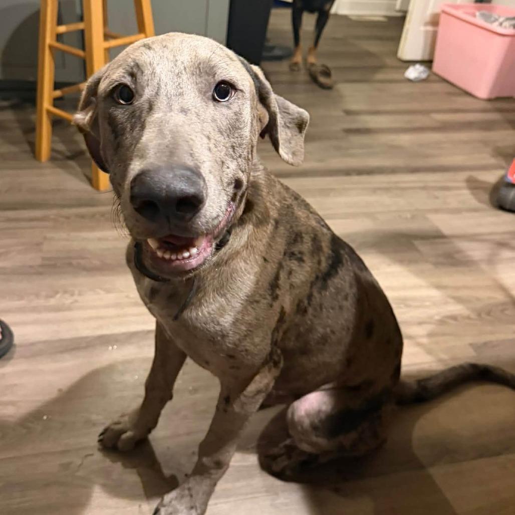 Biscuit, Adoptable, Puppy Male Great Dane & Catahoula Leopard Dog.