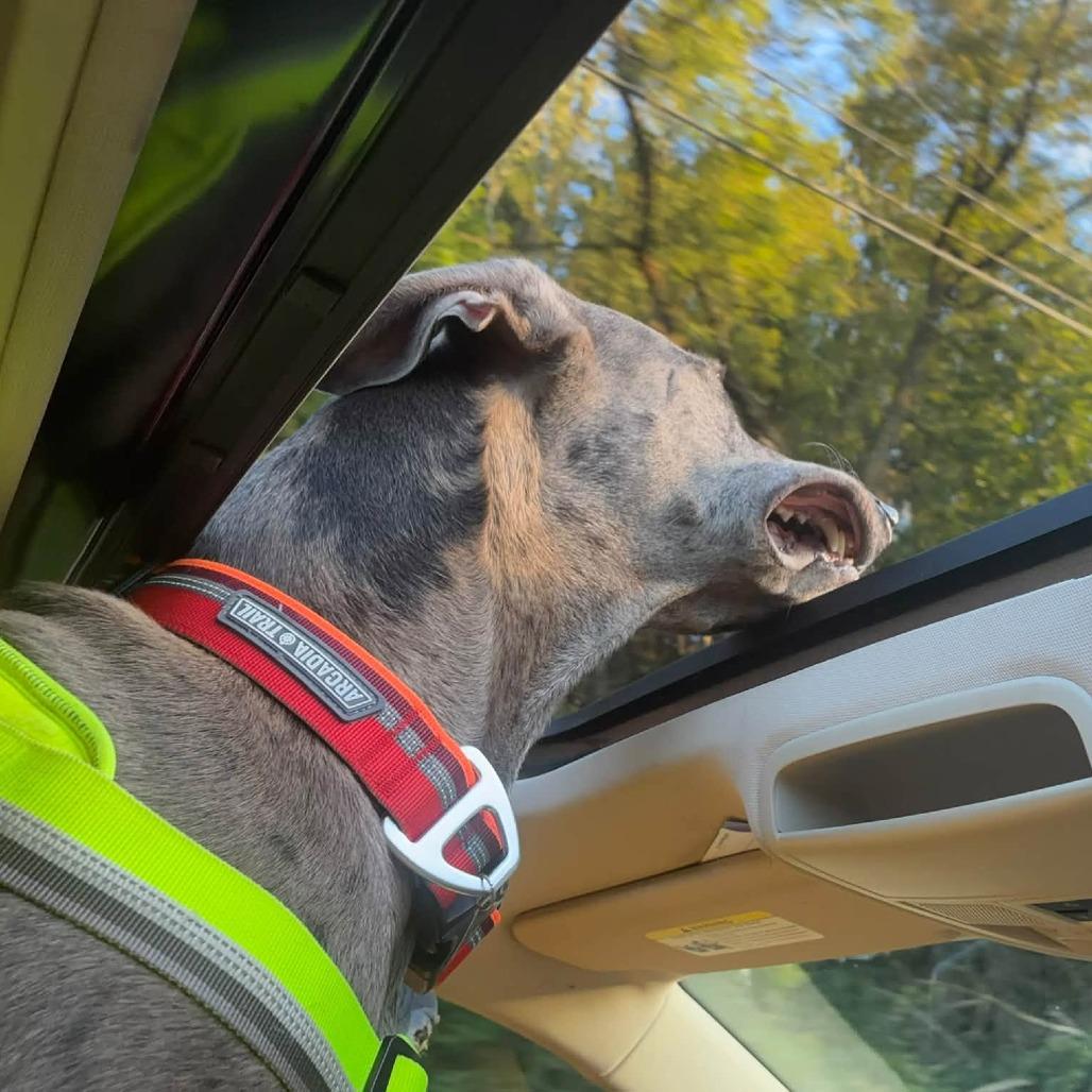 Enlarge Biscuit, a Adoptable mixed breed in Corsica, PA image 5/6