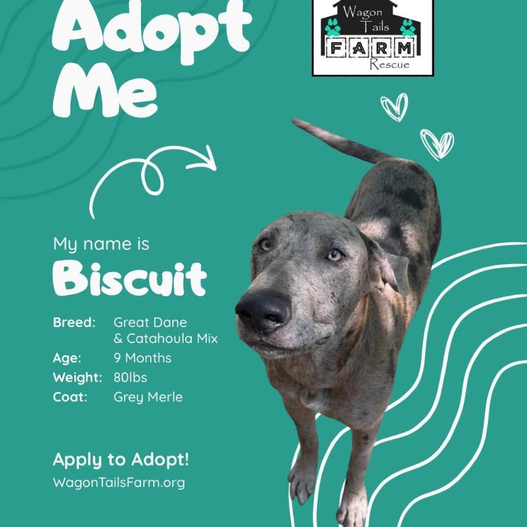 Enlarge Biscuit, a Adoptable mixed breed in Corsica, PA image 6/6