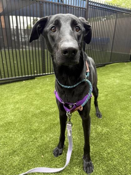 Raven, Adoptable, Adult Female Shepherd & Mixed Breed.