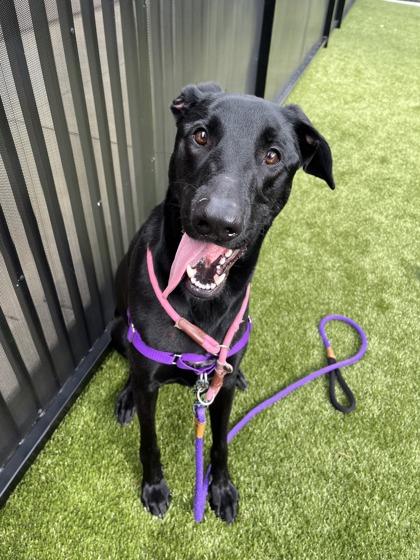 Enlarge Raven, a Adoptable mixed breed in Roseville, CA image 2/3