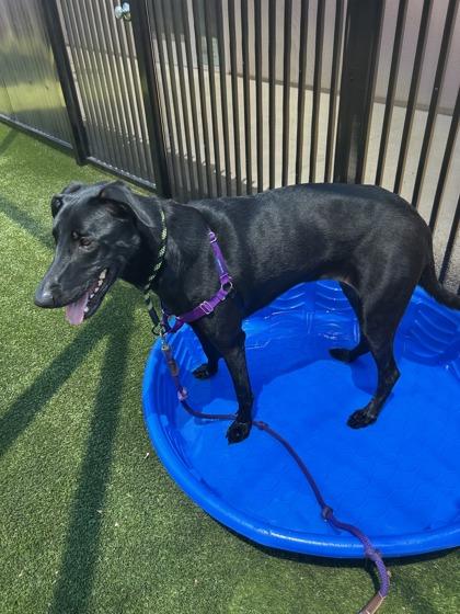Enlarge Raven, a Adoptable mixed breed in Roseville, CA image 3/3