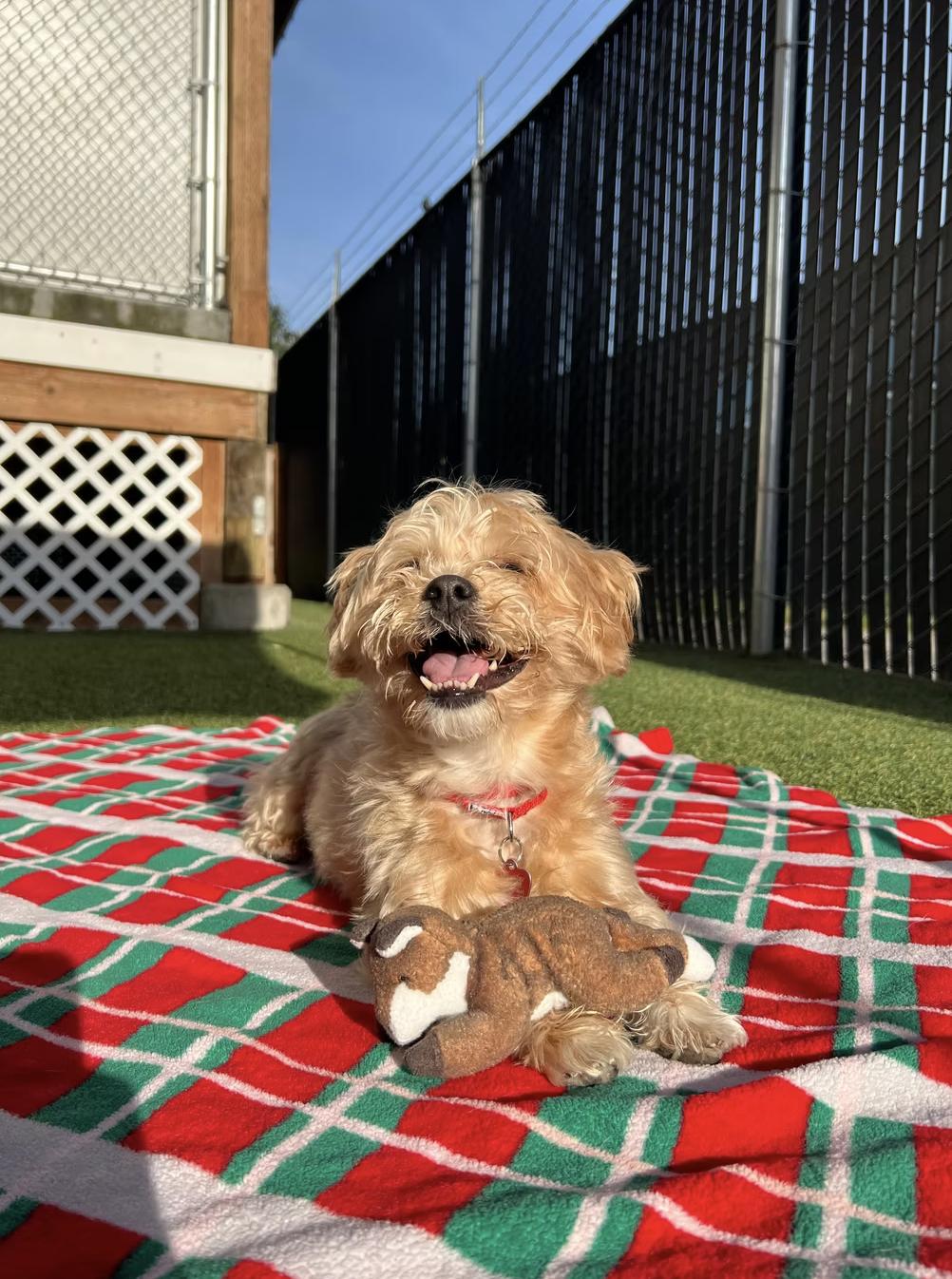 Enlarge Jake, a ADOPTABLE Silky Terrier in Seattle, WA image 1/1