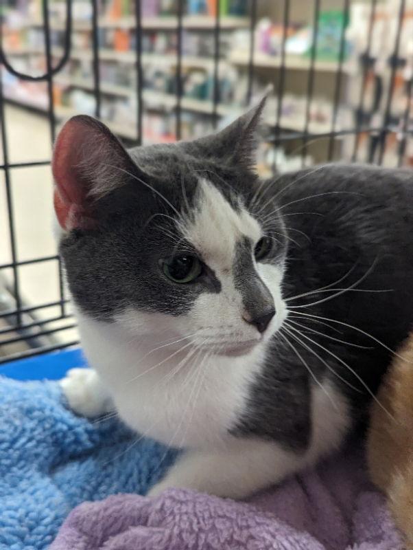 Queenie, Adoptable, Young Female Domestic Short Hair.