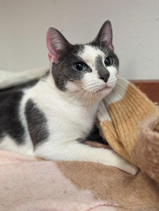 Queenie, a Adoptable Domestic Short Hair in Niles, MI image 2/3