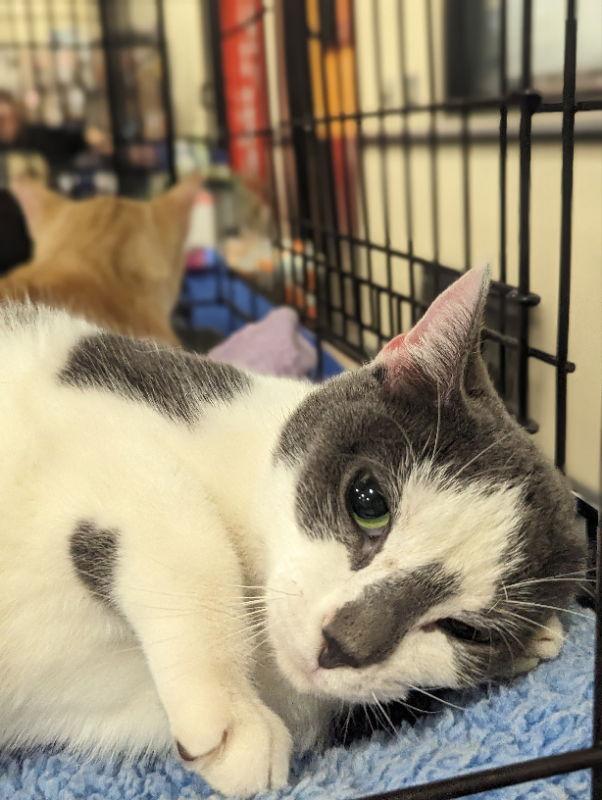 Queenie, a Adoptable Domestic Short Hair in Niles, MI image 3/3