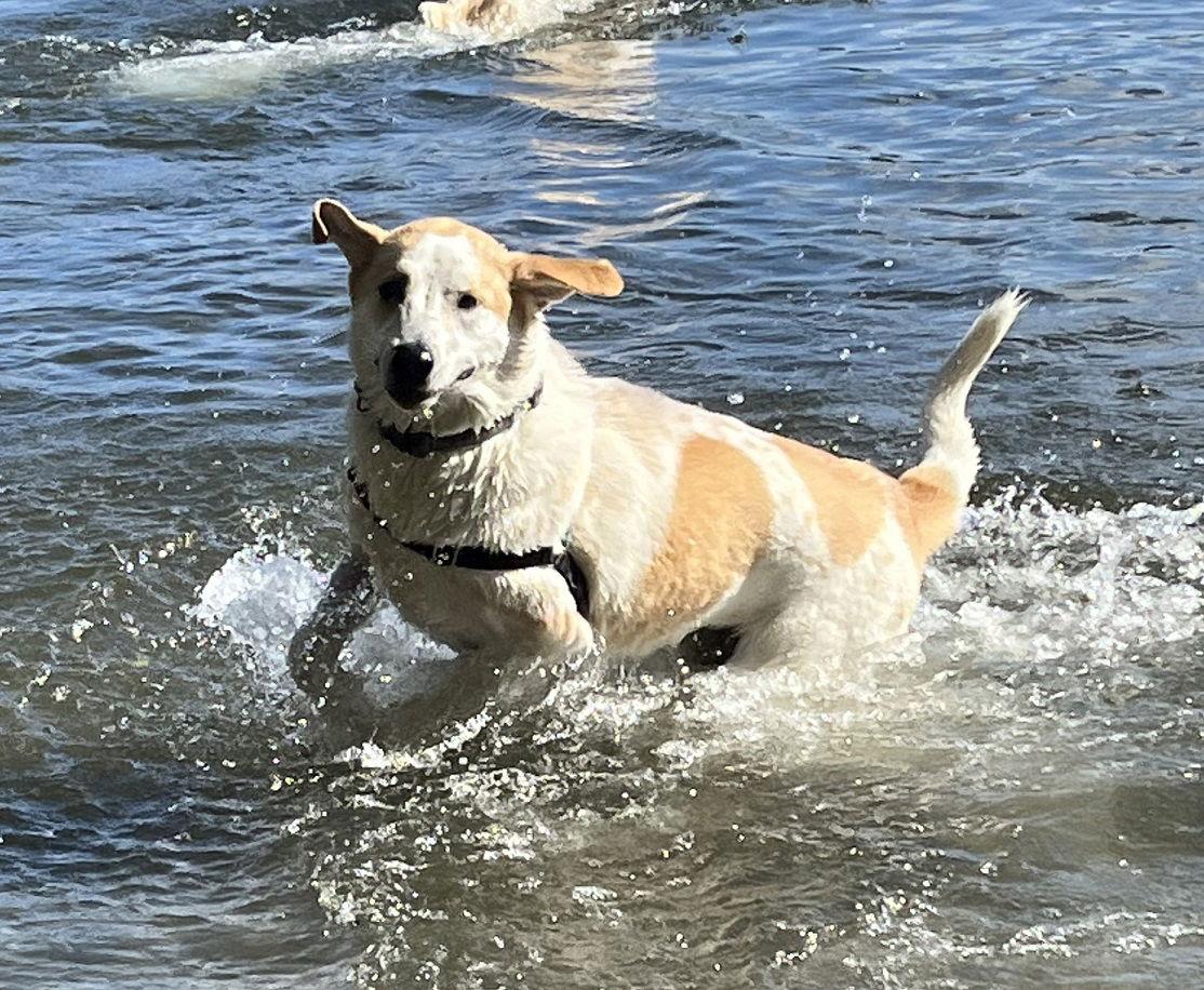 Enlarge Radish, a Adoptable mixed breed in Oakland, OR image 5/6