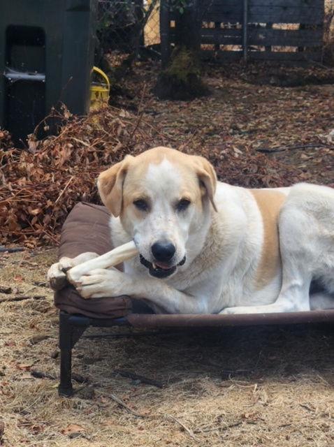 Enlarge Radish, a Adoptable mixed breed in Oakland, OR image 6/6