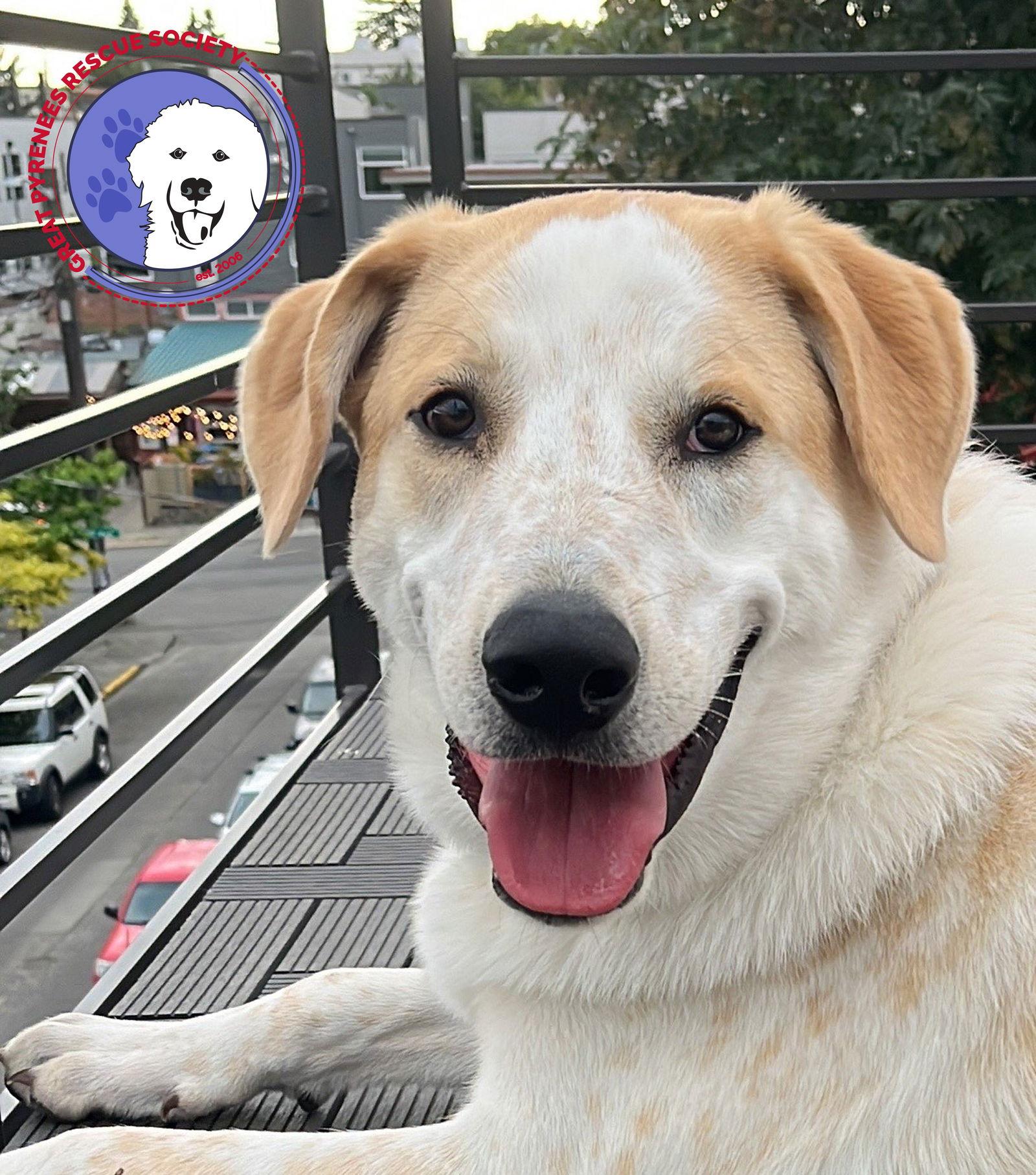 Enlarge Radish, a Adoptable mixed breed in Oakland, OR image 1/6