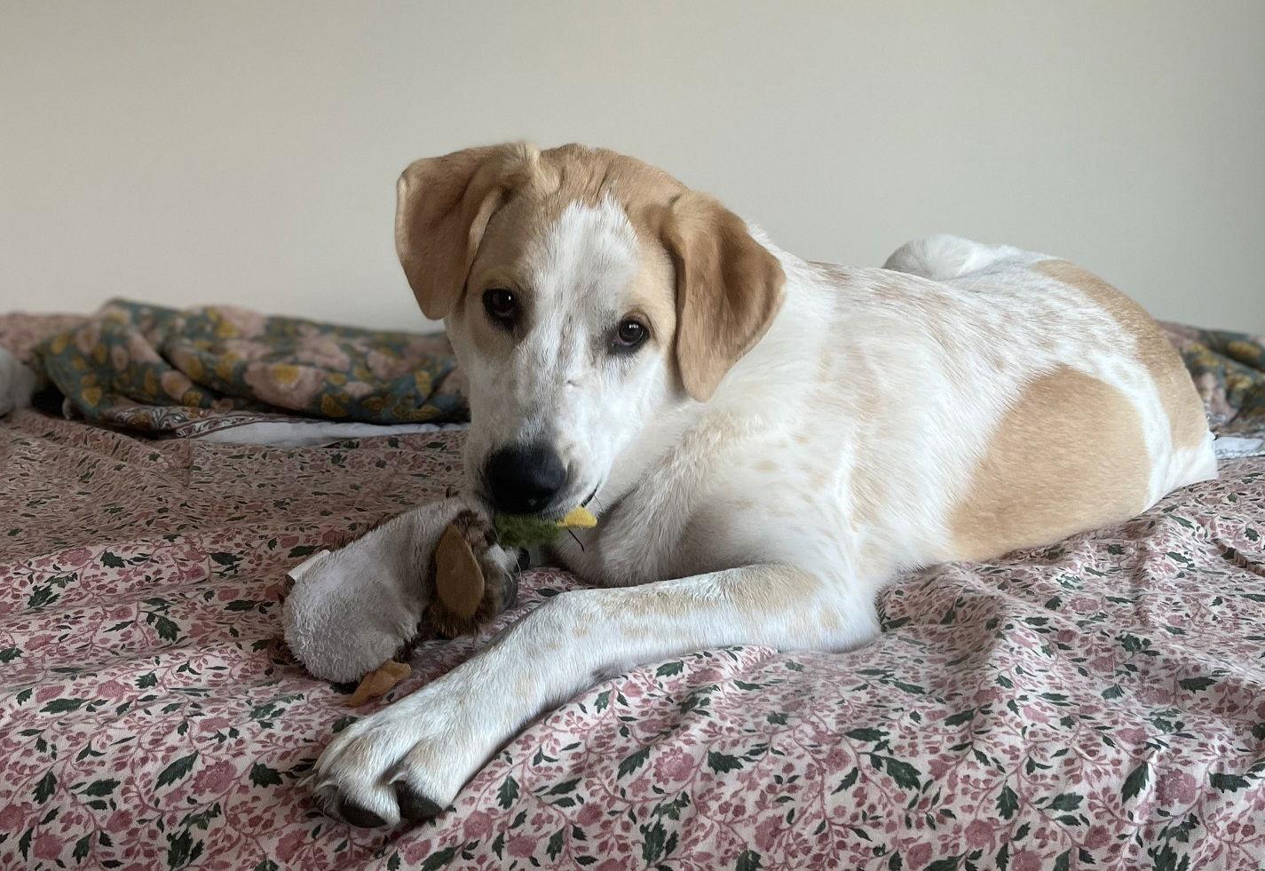Enlarge Radish, a Adoptable mixed breed in Oakland, OR image 4/6