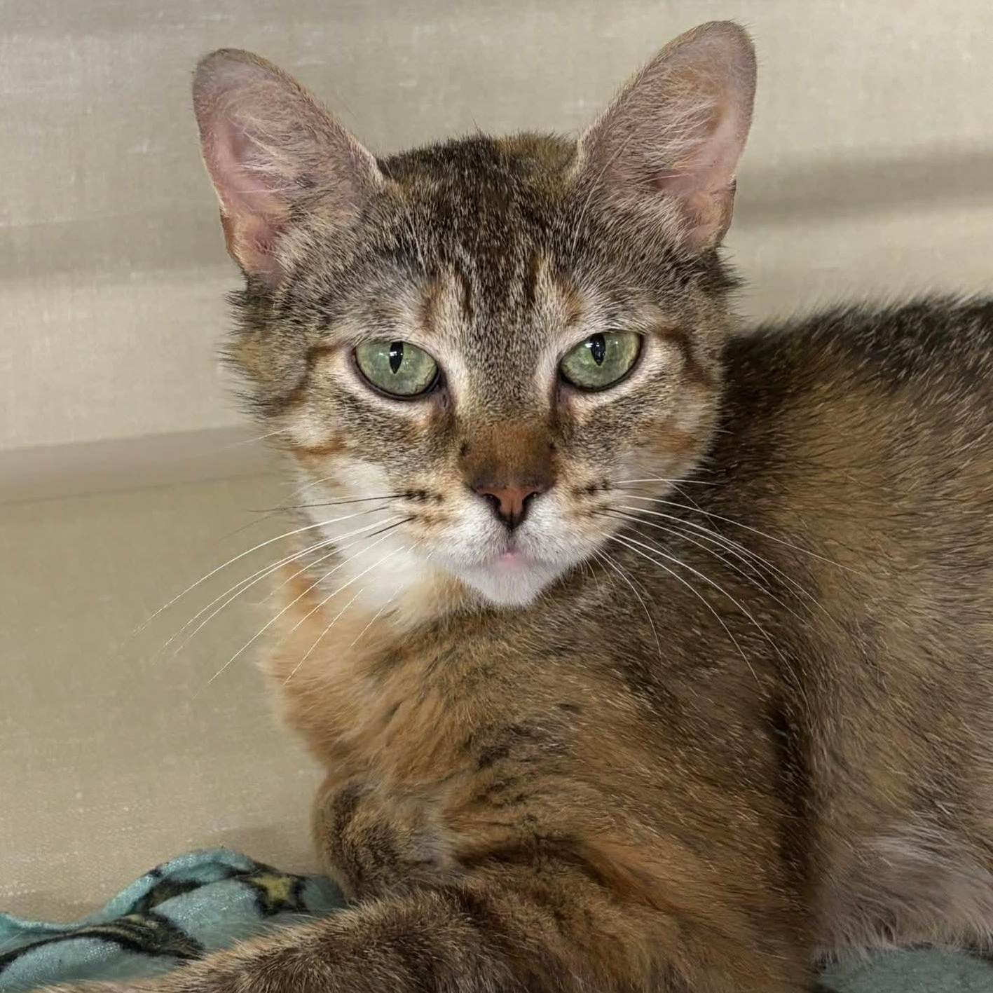 Enlarge Artemis, a Adoptable Domestic Short Hair in Grand Rapids, MI image 6/6