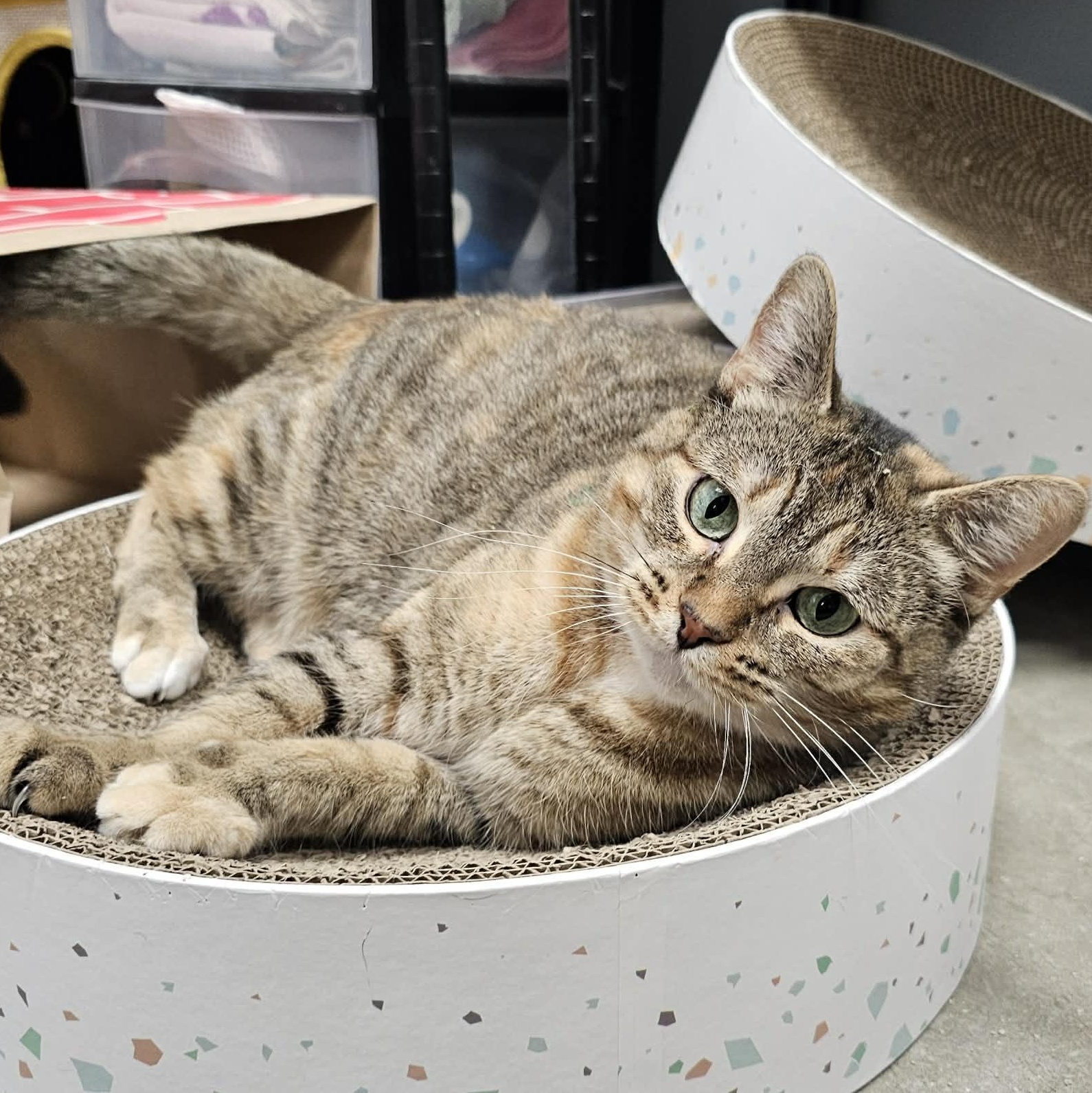Enlarge Artemis, a Adoptable Domestic Short Hair in Grand Rapids, MI image 2/6