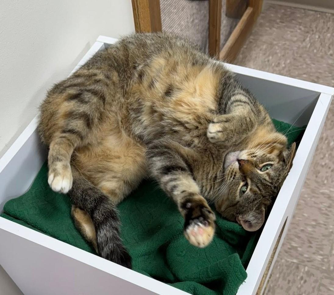 Enlarge Artemis, a Adoptable Domestic Short Hair in Grand Rapids, MI image 3/6