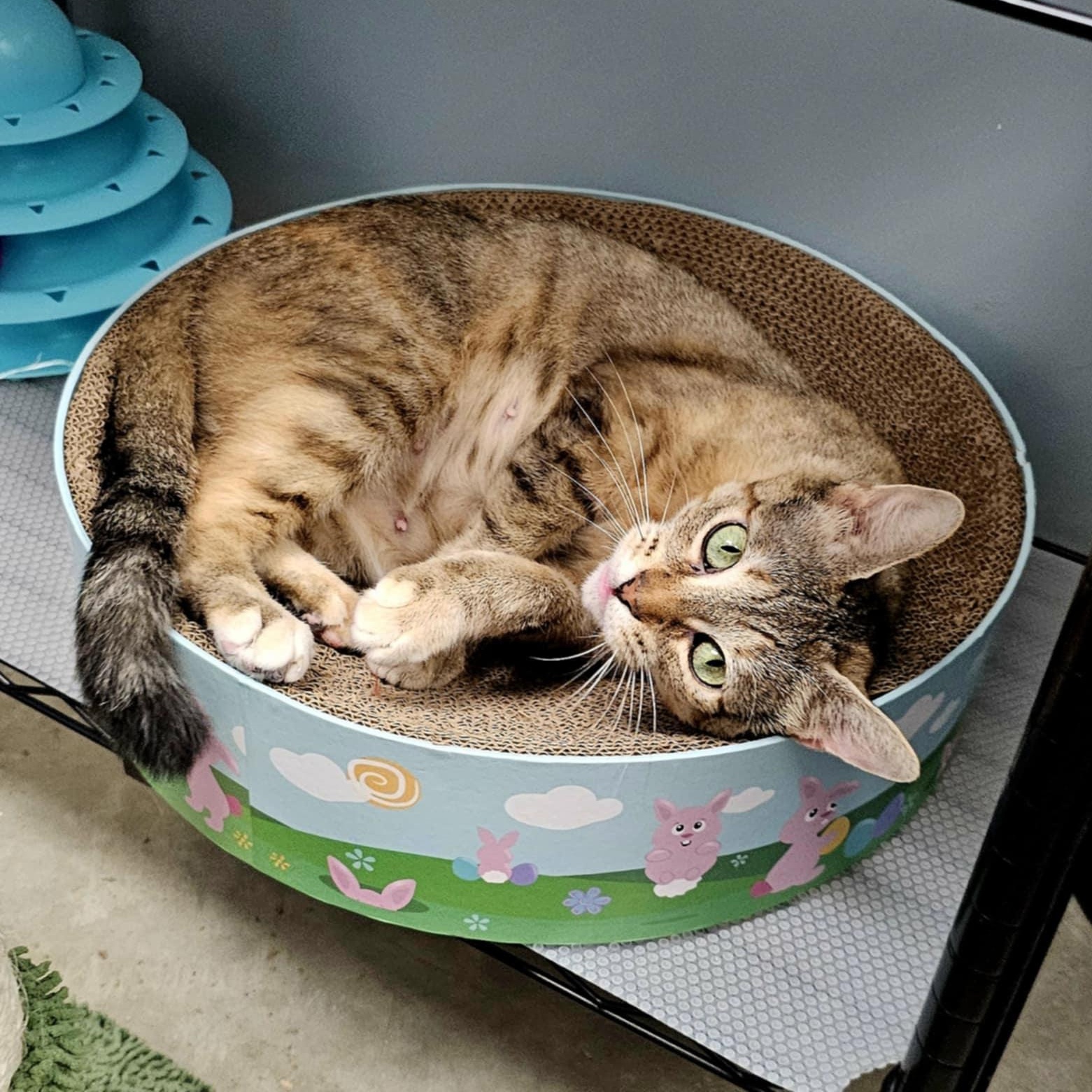 Enlarge Artemis, a Adoptable Domestic Short Hair in Grand Rapids, MI image 4/6