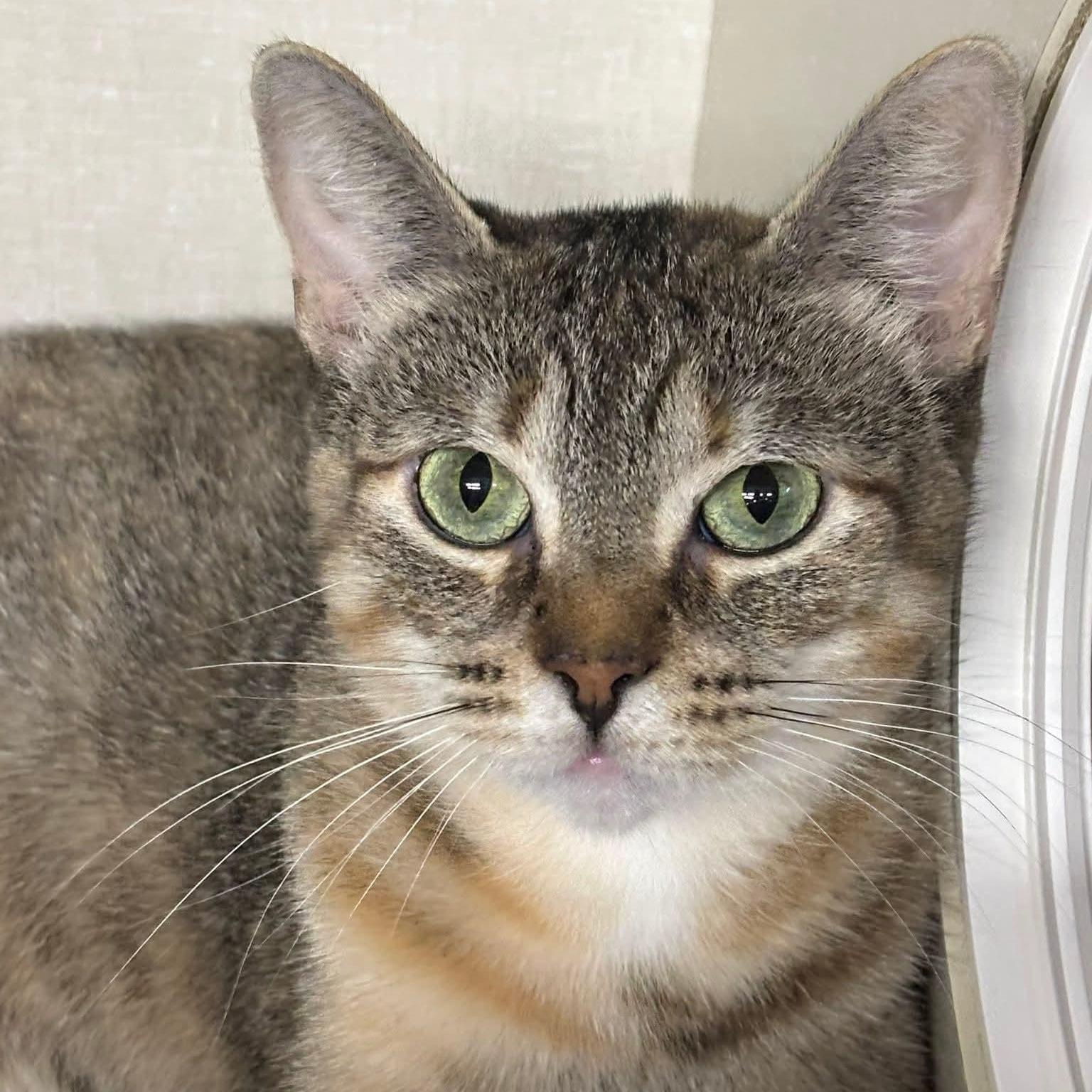 Enlarge Artemis, a Adoptable Domestic Short Hair in Grand Rapids, MI image 5/6