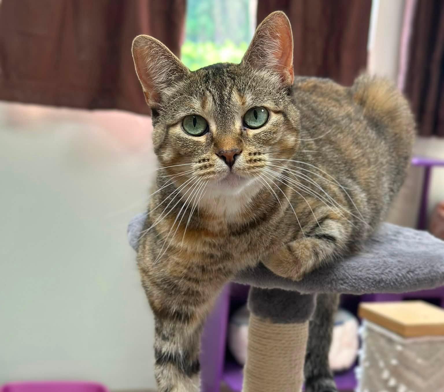 Enlarge Artemis, a Adoptable Domestic Short Hair in Grand Rapids, MI image 1/6