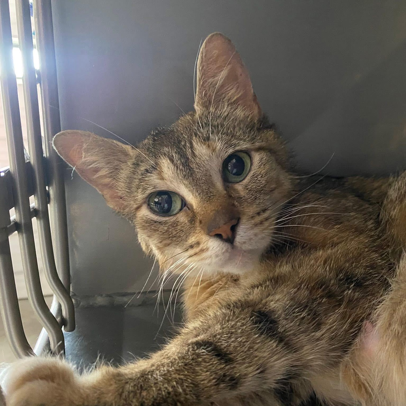 Artemis, Adult Female Domestic Short Hair