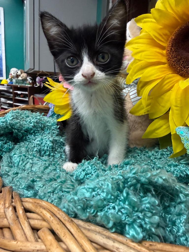 Pippin, a Adoptable mixed breed in Rockport, TX image 1/3