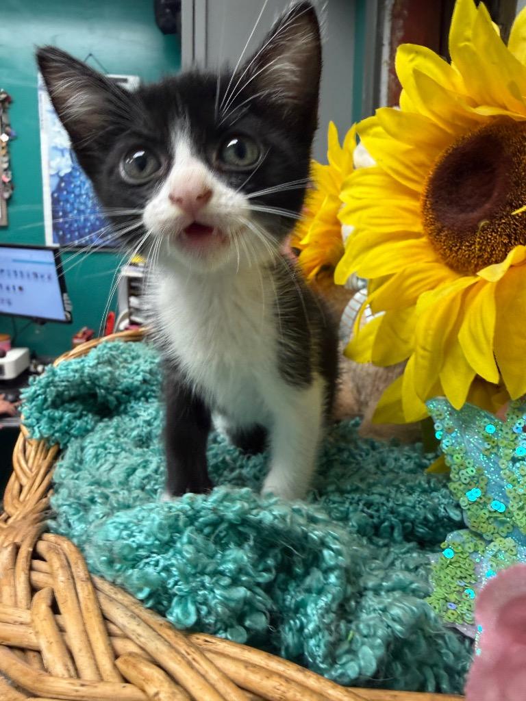 Pippin, a Adoptable mixed breed in Rockport, TX image 2/3