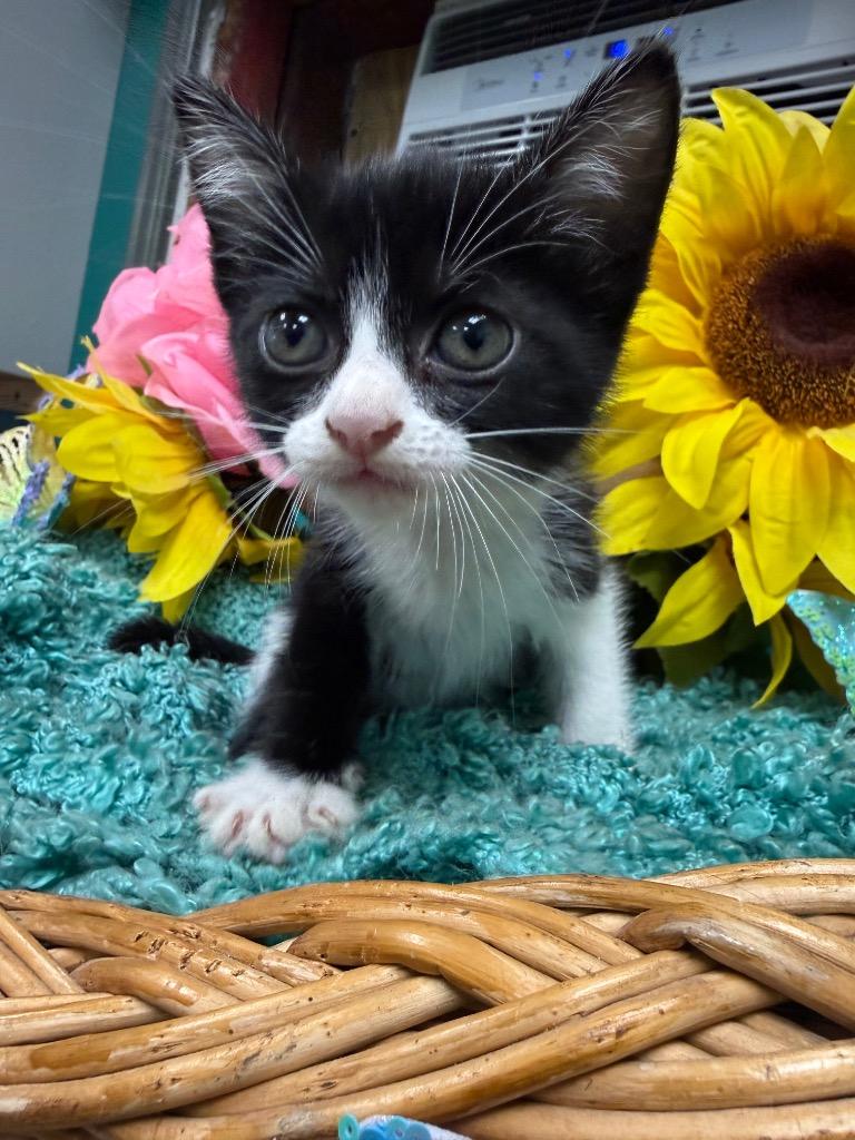 Pippin, a Adoptable mixed breed in Rockport, TX image 3/3