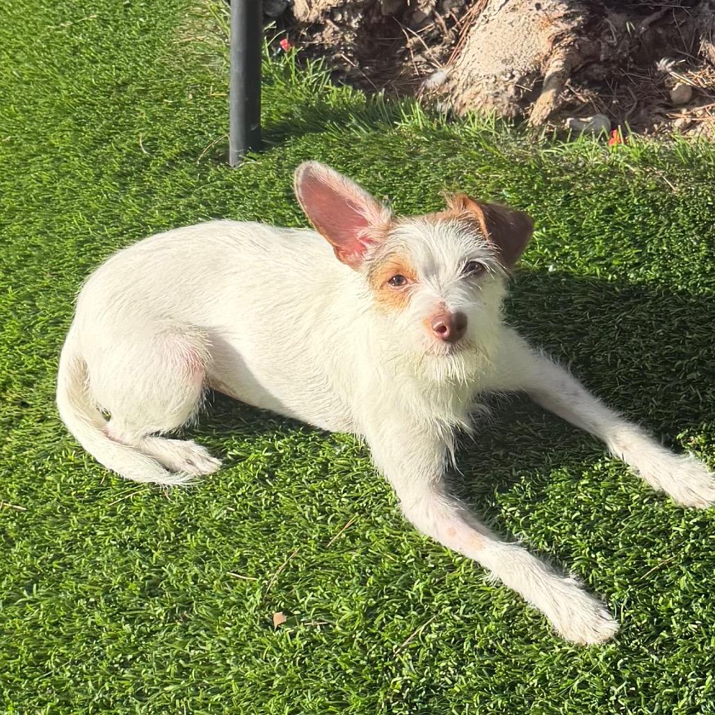 Beatrice, Adoptable, Adult Female Chihuahua & Terrier.