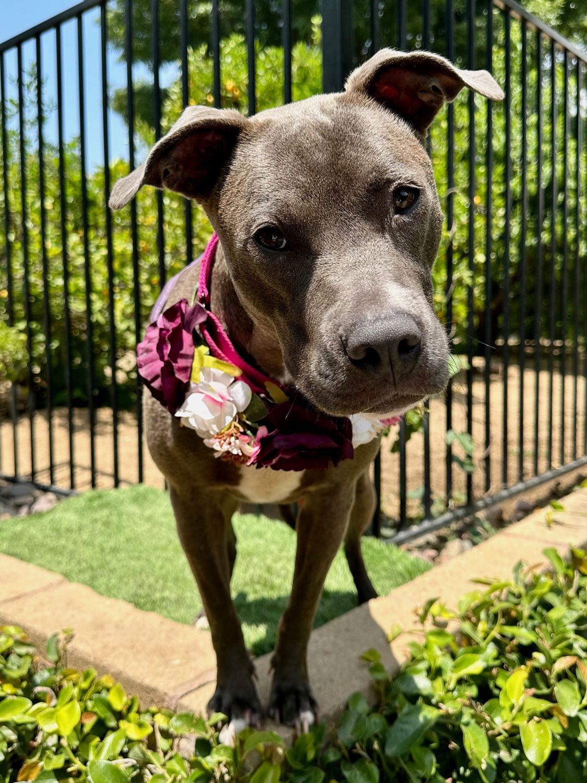 Jada, Adoptable, Adult Female Pit Bull Terrier.