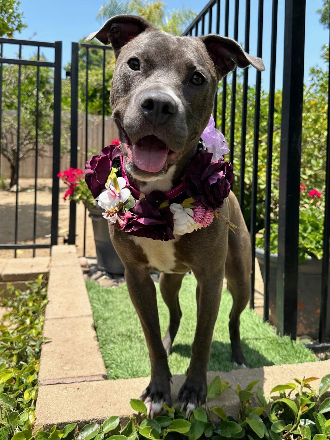 Jada, a Adoptable Pit Bull Terrier in Redlands, CA image 2/3