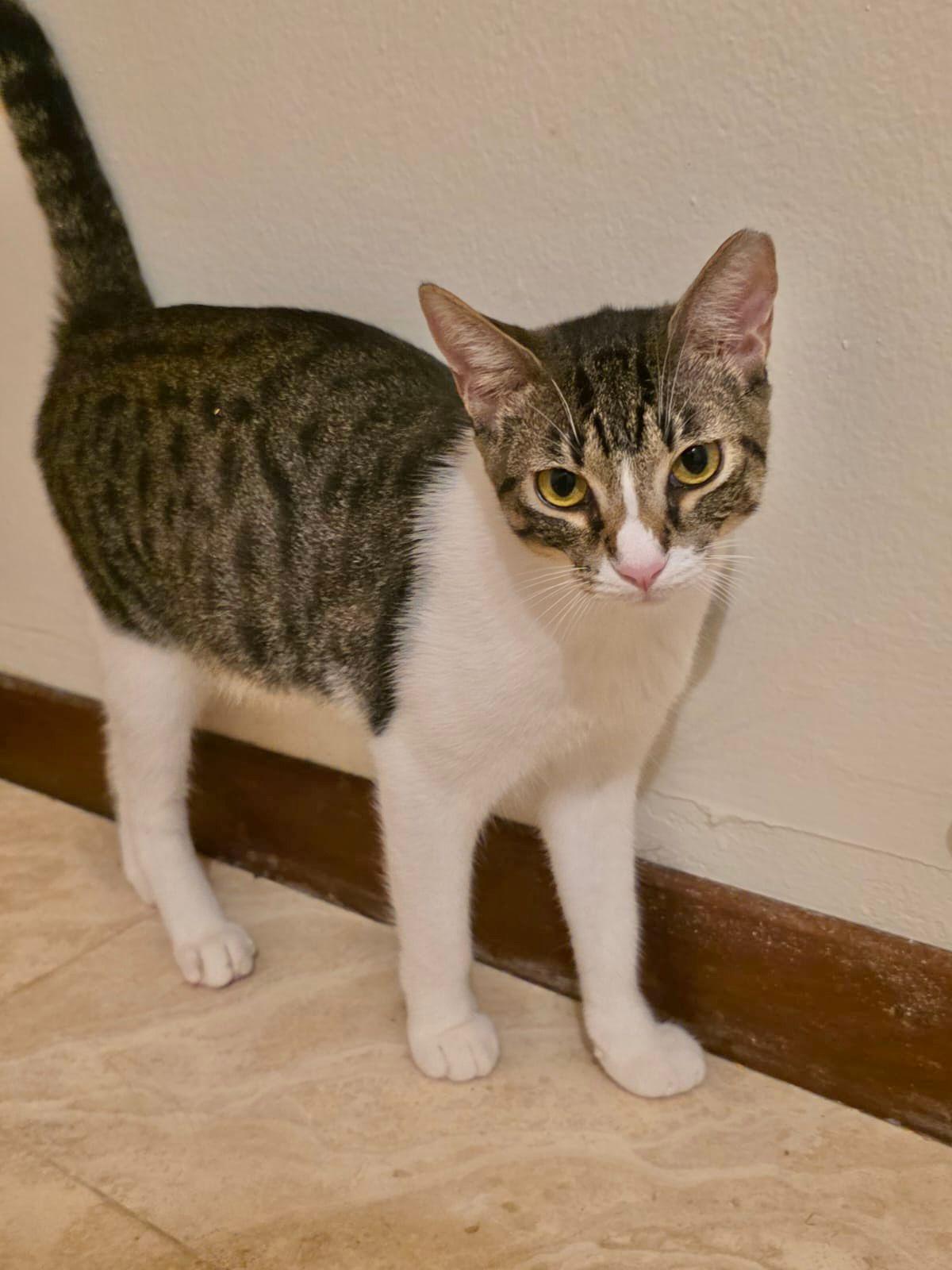 Antonella, a Adoptable Domestic Short Hair in San Juan, PR image 3/6