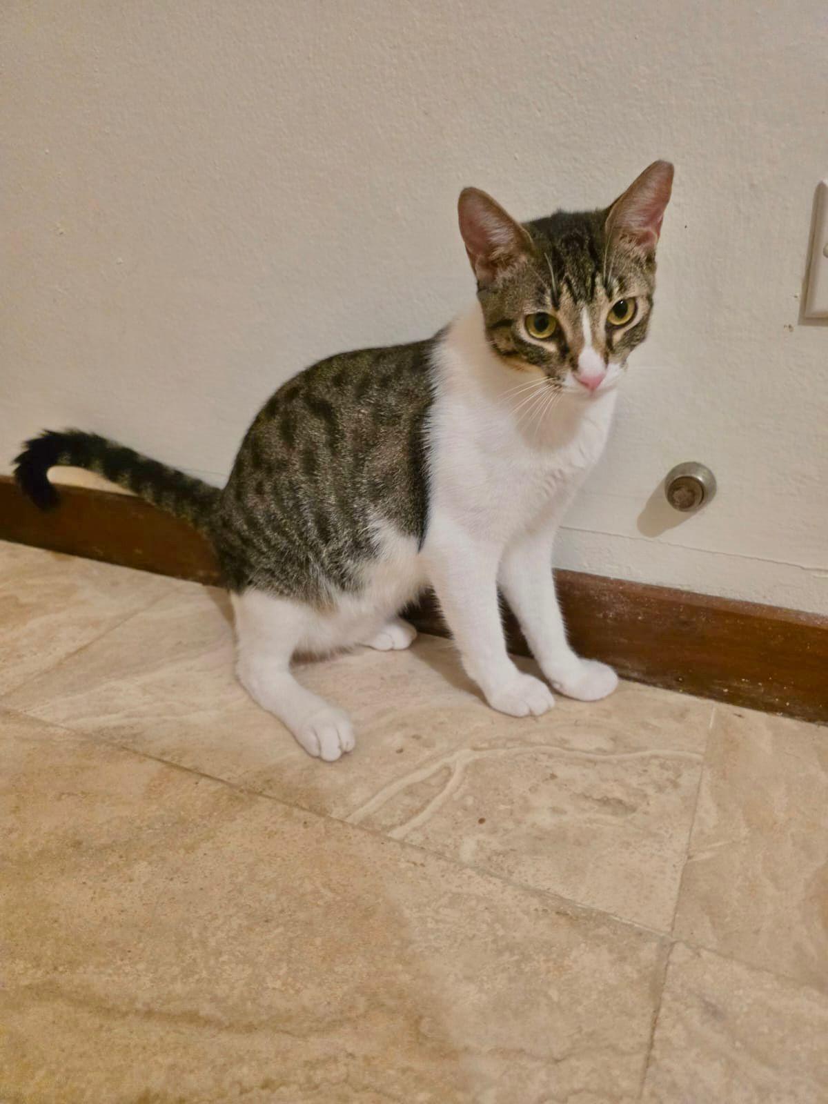 Antonella, an adoptable Domestic Short Hair in San Juan, PR, 00926 | Photo Image 4