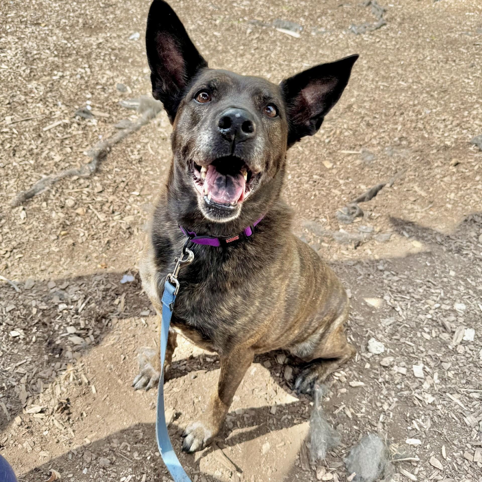 Roxy