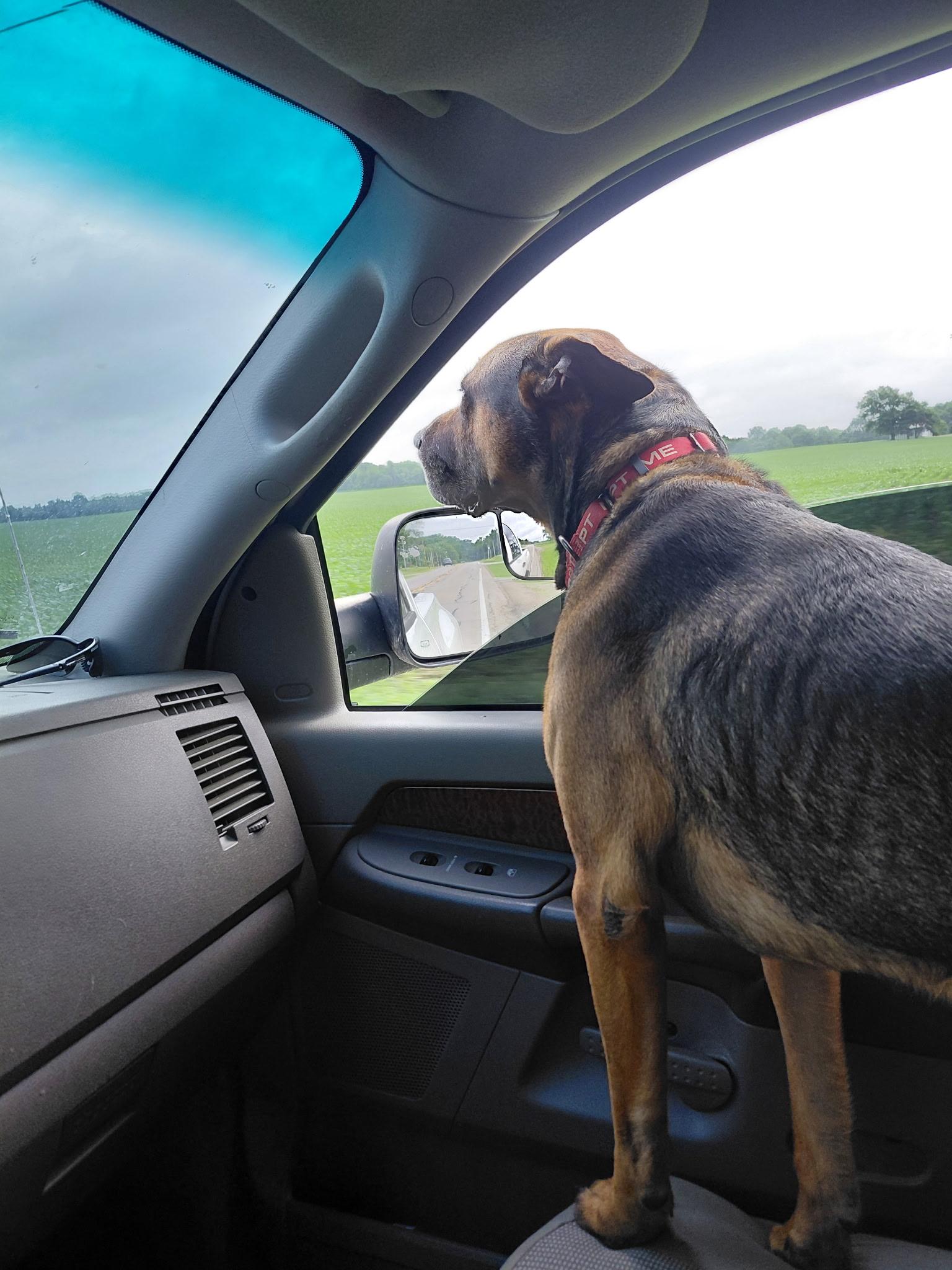 Enlarge Knox, a Adoptable mixed breed in Muncie, IN image 3/5