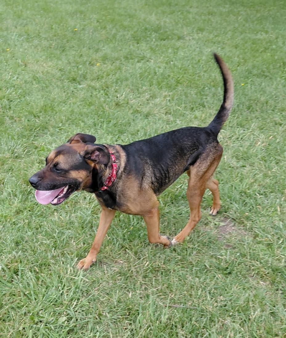 Enlarge Knox, a Adoptable mixed breed in Muncie, IN image 2/5