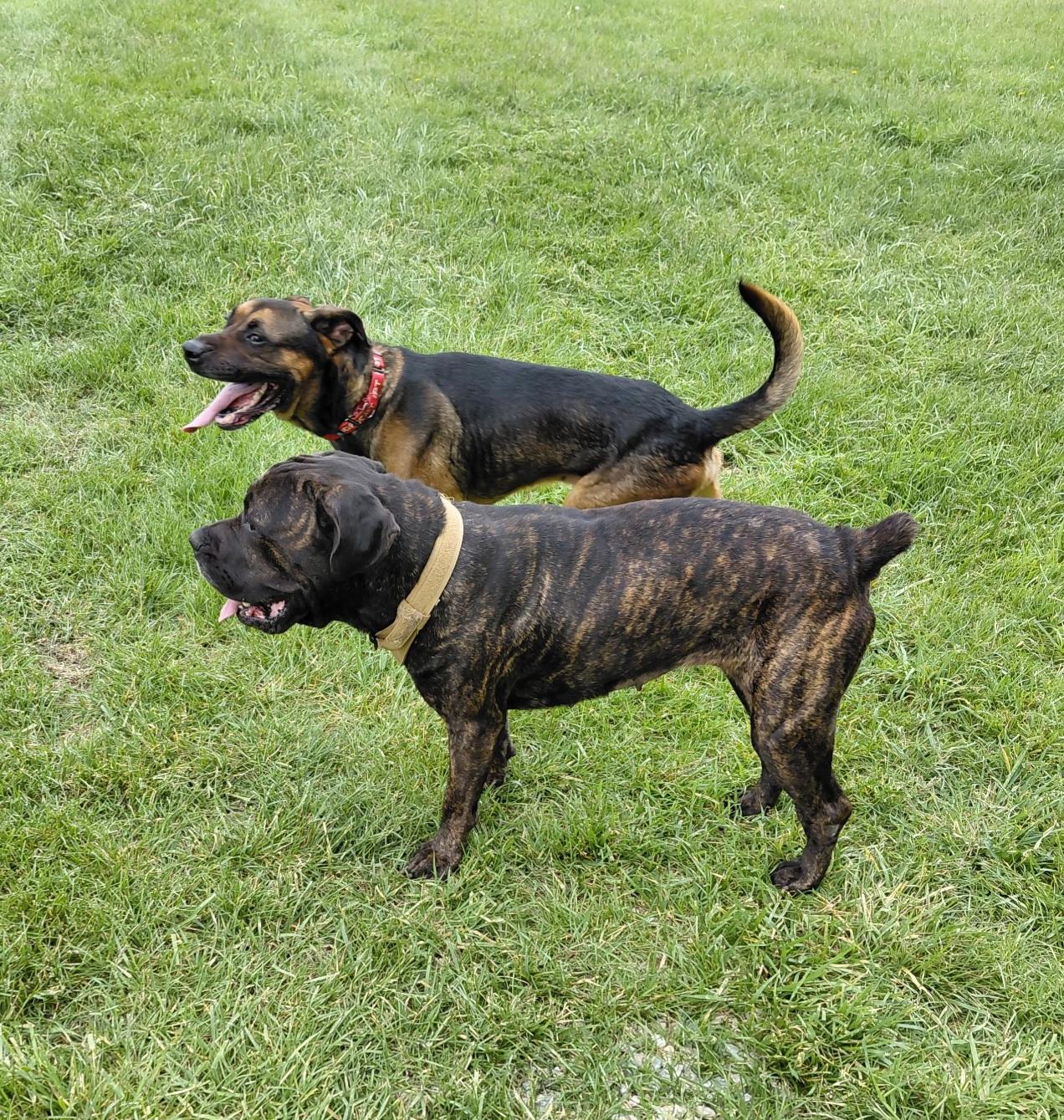 Enlarge Knox, a Adoptable mixed breed in Muncie, IN image 5/5
