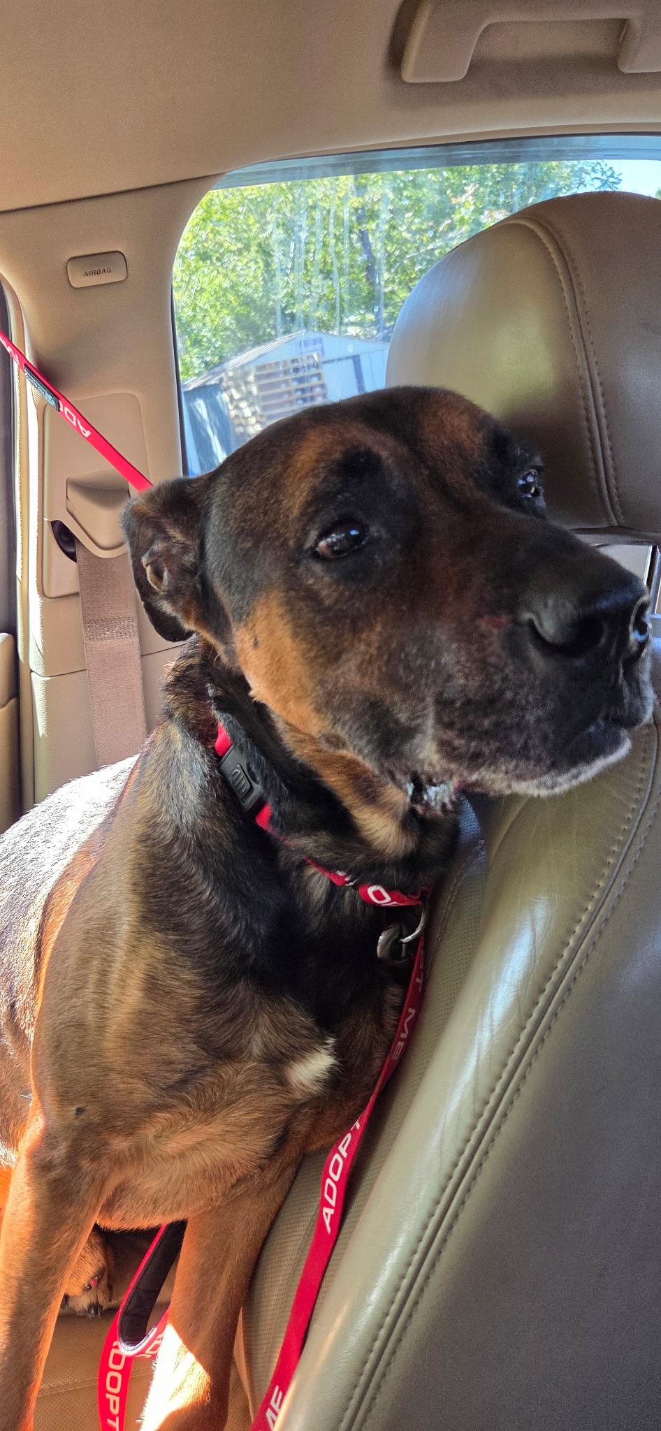 Enlarge Knox, a Adoptable mixed breed in Muncie, IN image 4/5