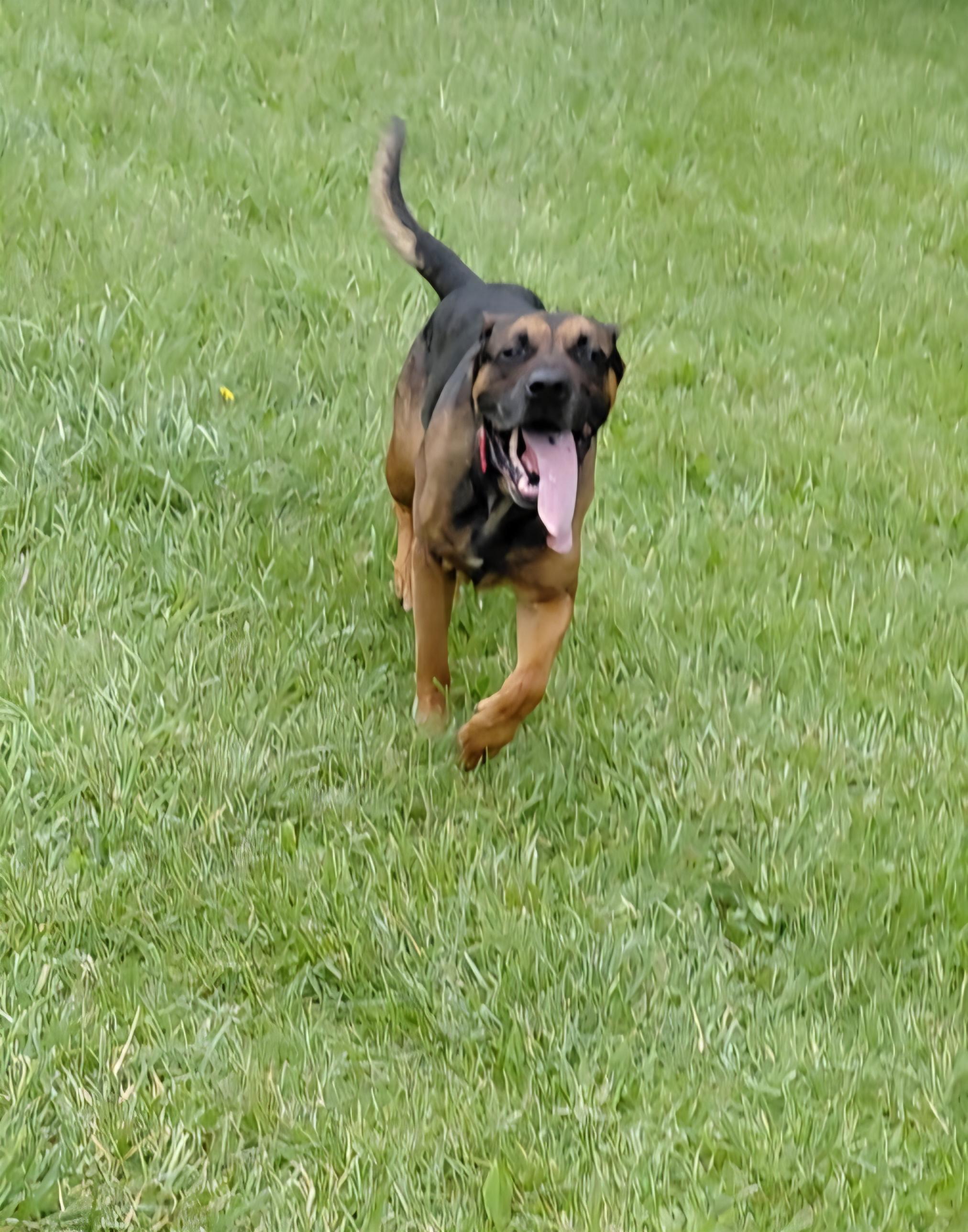 Knox, Adoptable, Senior Male German Shepherd Dog & Rottweiler.