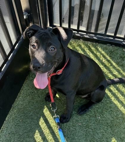 Noelle, Adoptable, Young Female Labrador Retriever & Mixed Breed.