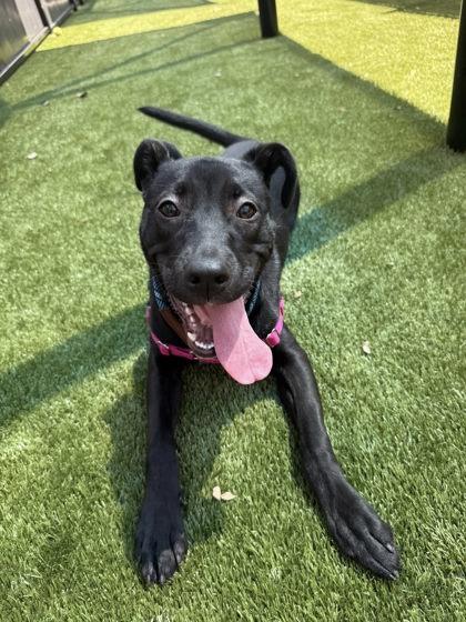Noelle, Adoptable, Young Female Labrador Retriever & Mixed Breed.