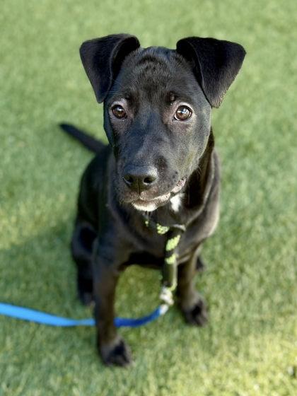 Enlarge Noelle, a Adoptable mixed breed in Roseville, CA image 2/3