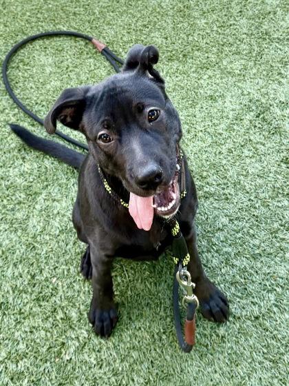 Enlarge Noelle, a Adoptable mixed breed in Roseville, CA image 3/3