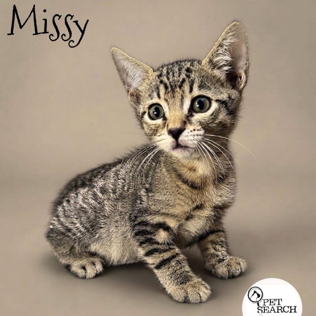 Enlarge Missy, a Adoptable Domestic Short Hair in Washington, PA image 1/2