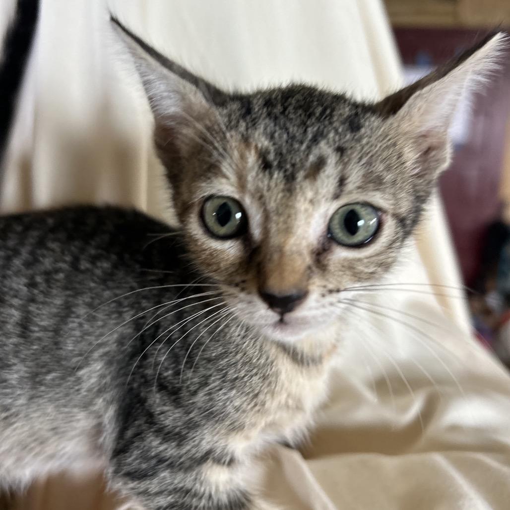 Enlarge Missy, a Adoptable Domestic Short Hair in Washington, PA image 2/2