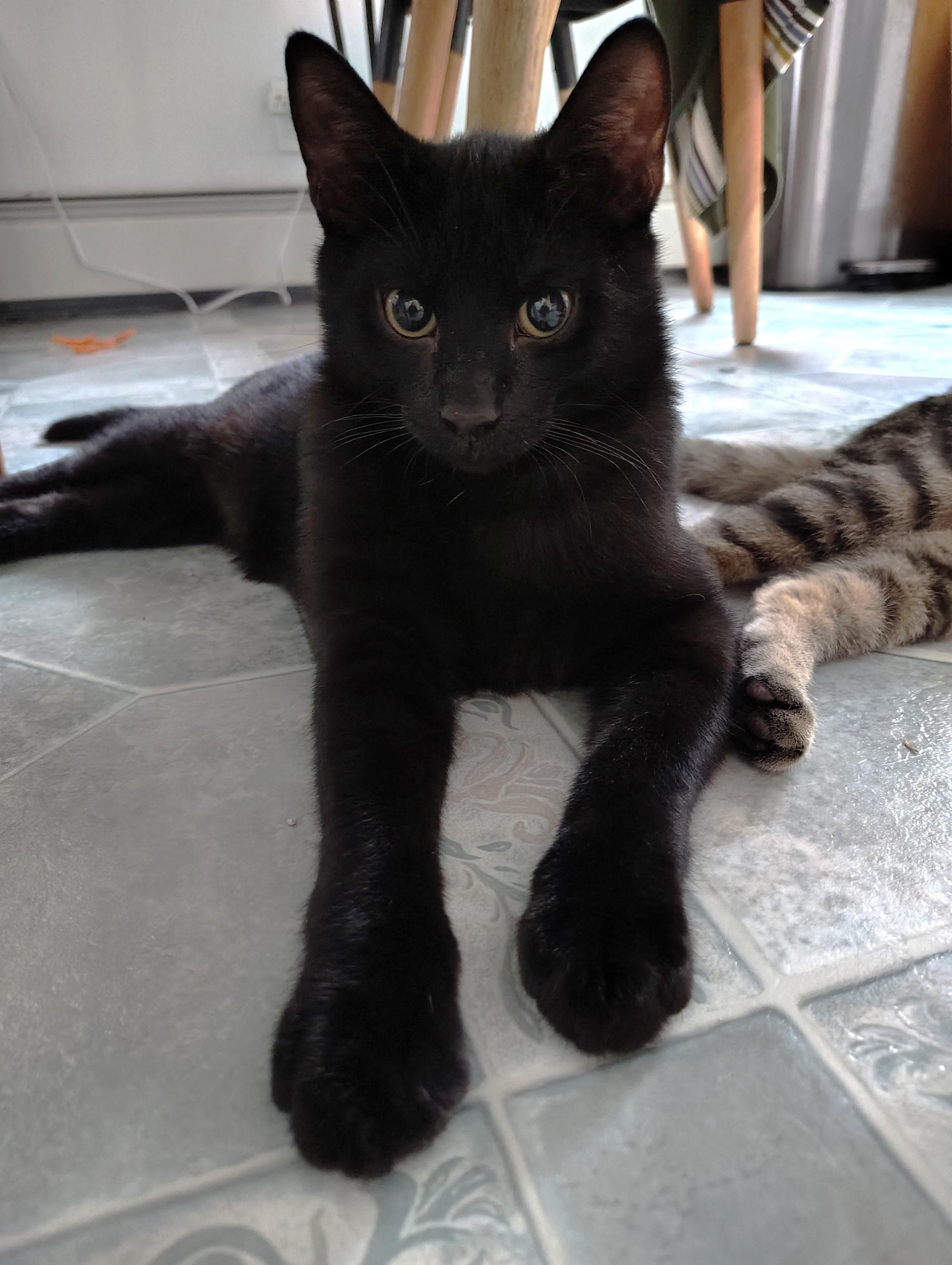 Davey, Adopted, Young Male Domestic Short Hair.