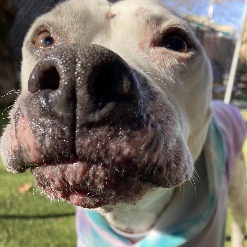 Zero, Adoptable, Senior Male Mixed Breed & Pit Bull Terrier.