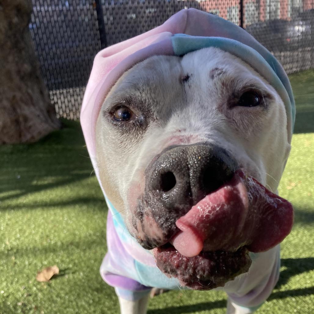 Enlarge Zero, a Adoptable mixed breed in Providence, RI image 2/5