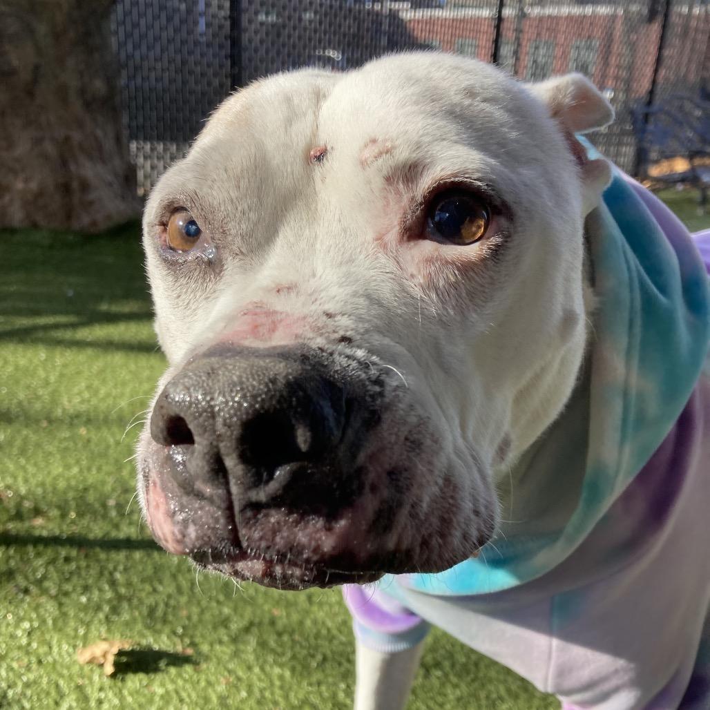 Enlarge Zero, a Adoptable mixed breed in Providence, RI image 3/5