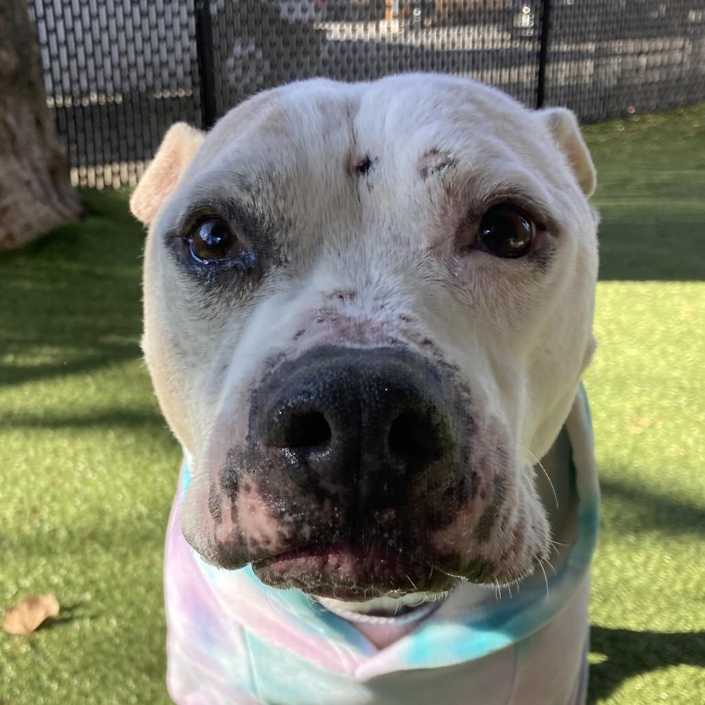 Enlarge Zero, a Adoptable mixed breed in Providence, RI image 4/5