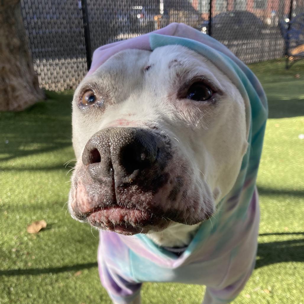 Enlarge Zero, a Adoptable mixed breed in Providence, RI image 5/5