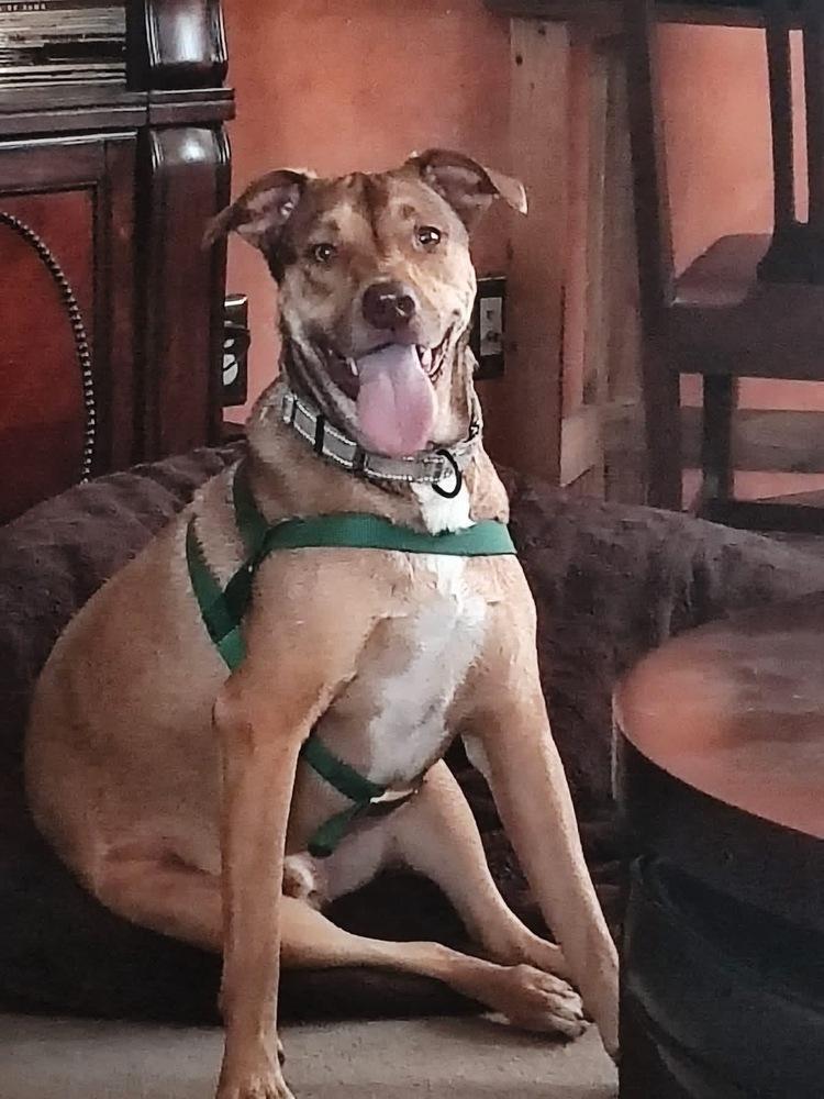 Buck Strickland, Adoptable, Young Male Australian Cattle Dog / Blue Heeler & Australian Cattle Dog / Blue Heeler.